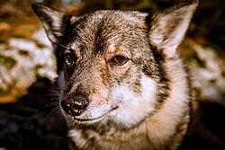 Västgötaspets – Swedish Vallhund December 2012 004