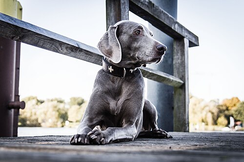 Weimaraner – Weimaraner2