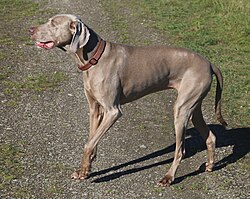 Weimaraner – Weimaraner Freika 7