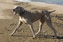 Weimaraner – Weimaraner barking