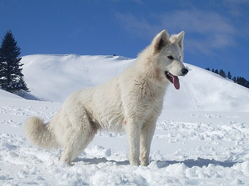 Weisser Schweizer Schäferhund – White Swiss Shepherd Dog Djinn (cropped)