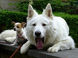 Weisser Schweizer Schäferhund – Chihua + Swiss Shep Friends