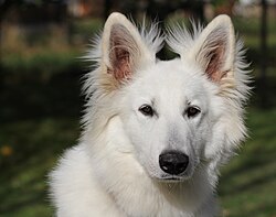 Weisser Schweizer Schäferhund – BSO pes