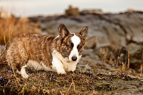 Cardigan Welsh Corgi โ Welsh Corgi Cardigan, Dog