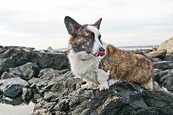 Cardigan Welsh Corgi โ Welsh Corgi Cardigan Licking