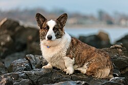 Cardigan Welsh Corgi โ Welsh Corgi Cardigan Dog Rocks