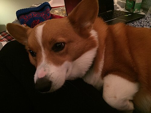 Welsh Corgi Pembroke – Pembroke Welsh Corgi Tank