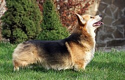 Welsh Corgi Pembroke – Pembroke Welsh Corgi