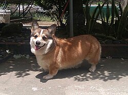 Welsh Corgi Pembroke – Welsh Pembroke Corgi