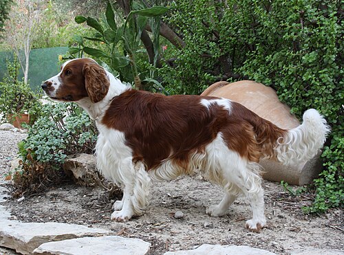 Welsh Springer Spaniel – Welsh Springer Spaniel 1