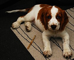 Welsh Springer Spaniel – Young Welsh Springer Spaniel