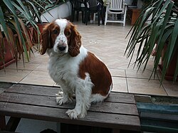 Welsh Springer Spaniel – Welsh Springer Spaniel, Pozlovice