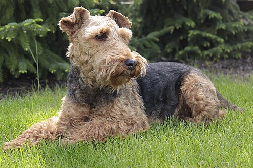 Welsh Terrier – Welsh Terrier