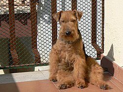 Welsh Terrier – Welsh terrier