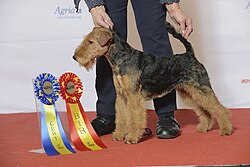 Welsh Terrier – WELSHTERRIER, Toreadors Kickapoo Takala (24182689052)