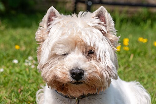 West Highland White Terrier – West Highland White Terrier face portrait May 2023