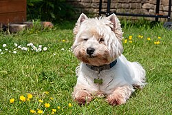West Highland White Terrier – West Highland White Terrier lying on lawn May 2023