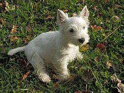 West Highland White Terrier – West highland white terrier 3 months old