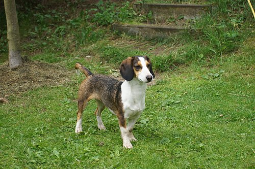 Westphalian Dachsbracke – Westfälische dachsbracke