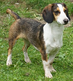 Westphalian Dachsbracke – Westfälische Dachsbracke tricolor