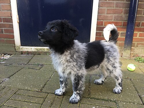 Wetterhoun – Stabyhoun Wetterhounpup