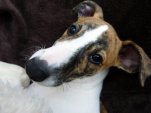 Whippet – Close up of a Whippet's head