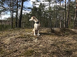 Whippet – A whippet in the forests of Sweden