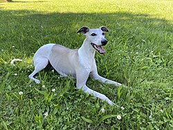 Whippet – Resting whippet