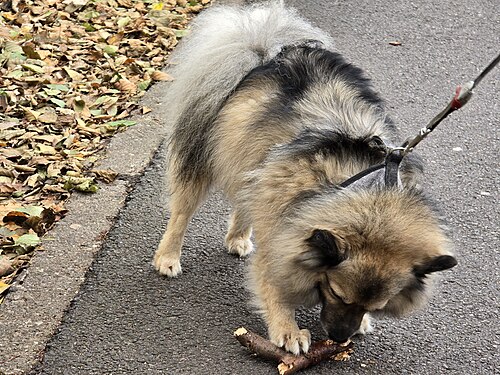 Keeshond (Wolfsspitz) – Wolfspitz (Mittelspitz), Zabrze, Silesian Voivodeship, Poland, November 2024 (2)