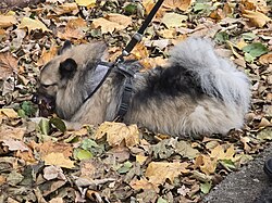 Keeshond (Wolfsspitz) – Wolfspitz (Mittelspitz), Zabrze, Silesian Voivodeship, Poland, November 2024 (4)