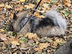 Keeshond (Wolfsspitz) – Wolfspitz (Mittelspitz), Zabrze, Silesian Voivodeship, Poland, November 2024 (5)