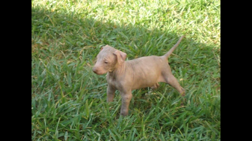 Xoloitzcuintle – Cachorro de Xoloitzcuintle