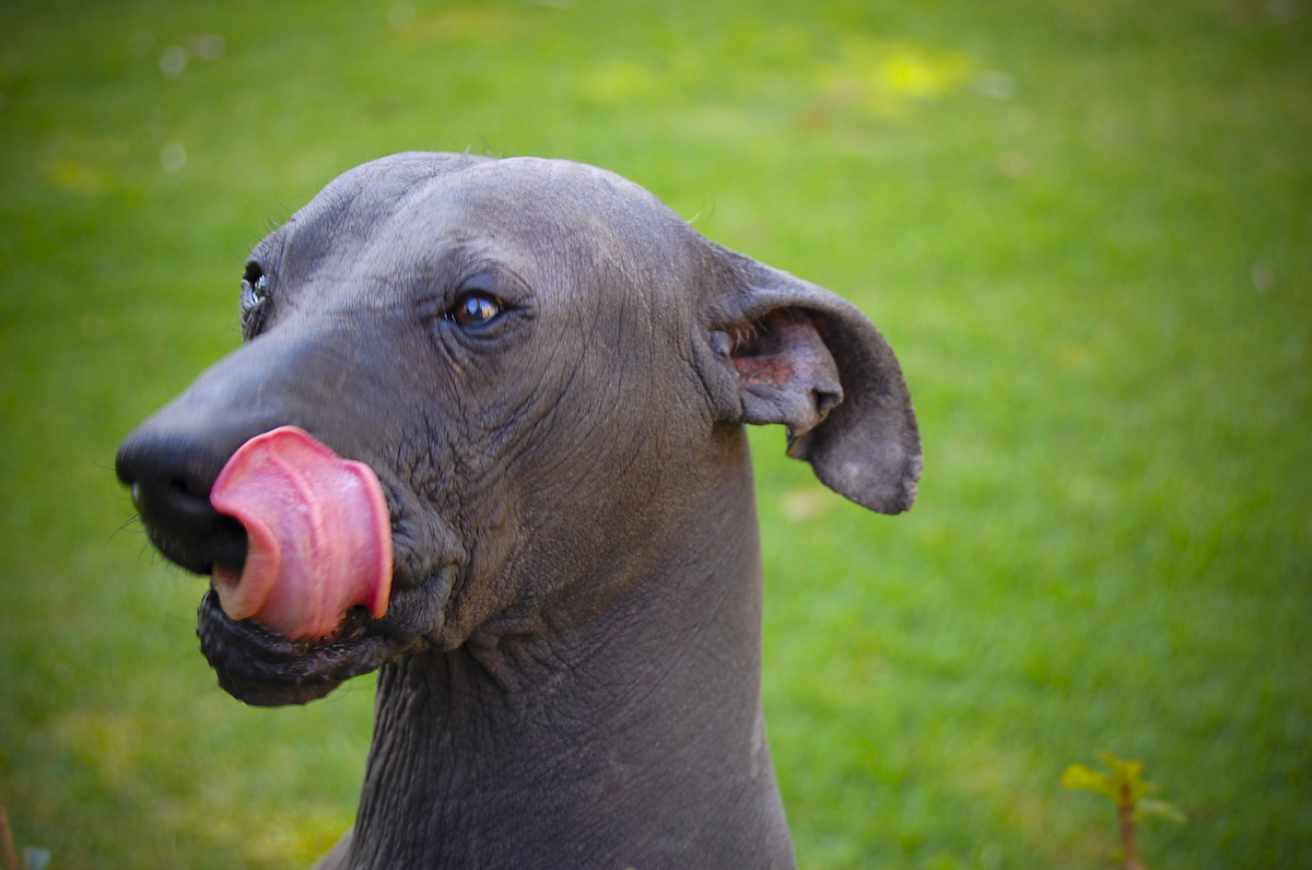 Xoloitzcuintle – Behold The Xoloitzcuintle.