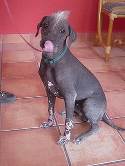 Xoloitzcuintle – Xoloitzcuintle sitting