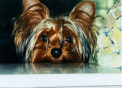 Yorkshire – Yorkshire Terrier Face Knoxville, Tennessee June 3, 2004