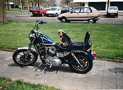 Yorkshire – 1991 Banjer (Yorkshire Terrier) op een Harley Davidson Sportster