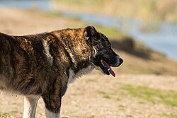 Central Asian Shepherd Dog – Alabai going for a drink