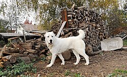 Central Asian Shepherd Dog – CAO in Hungary