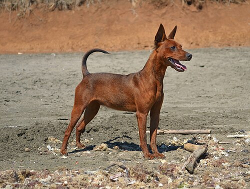 Zwergpinscher – Zwergpinscher rosso cervo