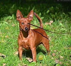 Zwergpinscher – Miniature pinscher red
