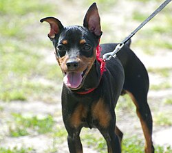 Zwergpinscher – Miniature Pinscher Flickr
