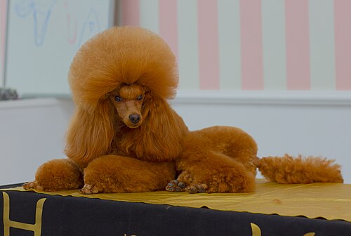 Zwergpudel – Miniature poodle
