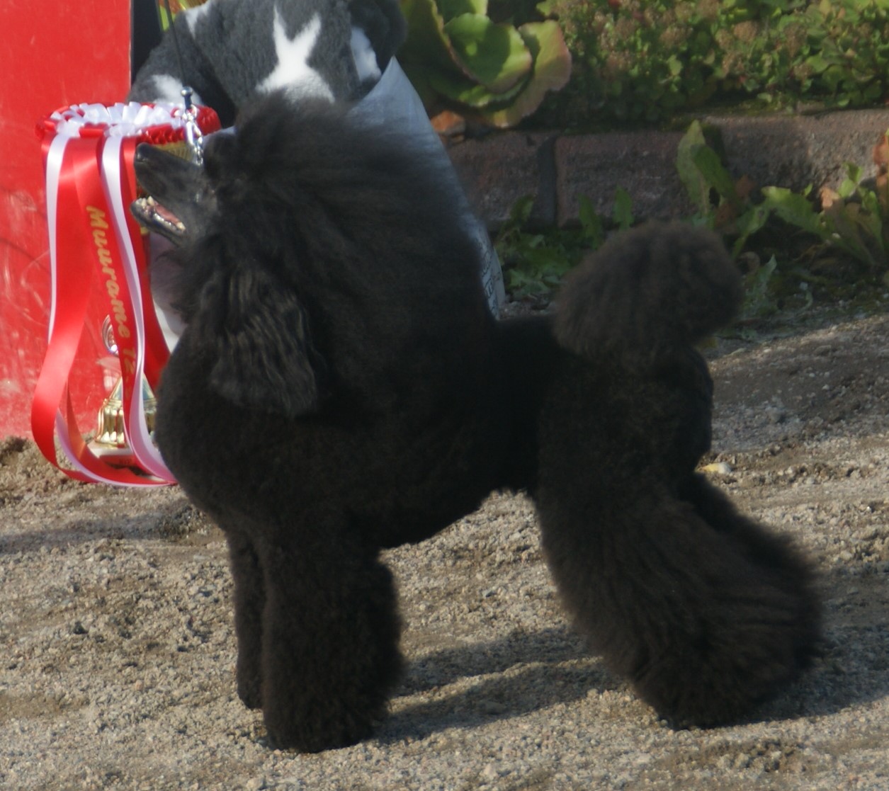 Zwergpudel – Miniature Poodle black