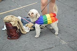 Zwergpudel – Marcha del Orgullo LGBTTTI 2016 en Ciudad de México 39
