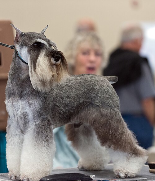Zwergschnauzer – AKC Miniature Schnauzer Dog Show 2013