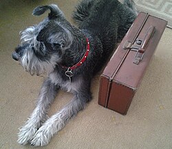 Zwergschnauzer – Miniature Schnauzer with suitcase