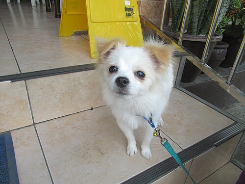 Zwergspitz (Pomeranian) – Pomeranian puppies 05